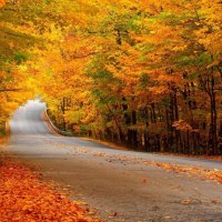 Red leaves the road