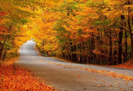 Red leaves the road - leaves, tree, road, red