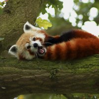 Raccoon resting on a tree