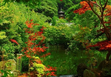 garden - tree, garden, roses, flower