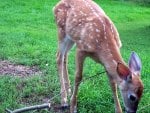 A Deer outside