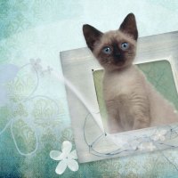 Siamese Kitty