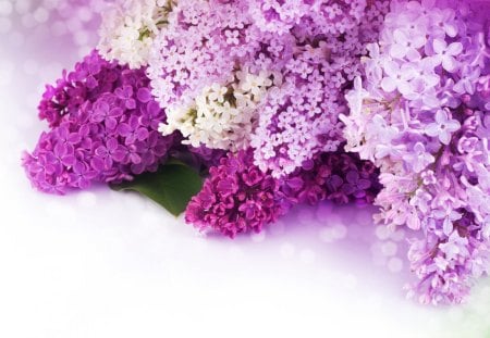 Flower - nature, purple, flower, beautiful