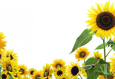 Sun-Flower Field - sunflower, nature, field, flower