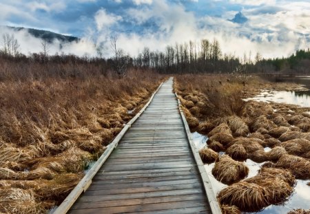 Path - path, nature, wood, sunshine, tree, riverside