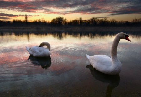 Swans at Sunset - pair, water, landscape, sun, lake, sky, reflection, clouds, trees, birds