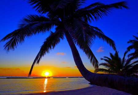 SUMMER DUSK - tropical, beach, Maldives, dusk, palm