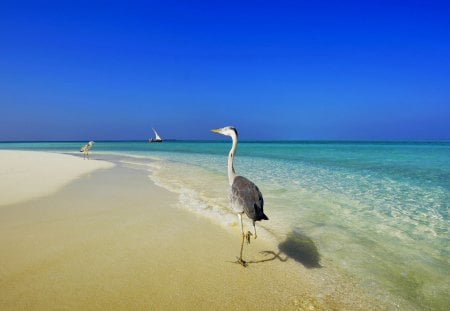 SUMMER VISITORS - beach, maldives, tropical, summer, birds