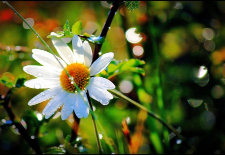 DAISY - nature, water, daisy, flower, drops