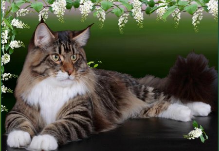 cat with spring flowers - flowers, cute, cat, spring