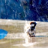 SUMMER BATH