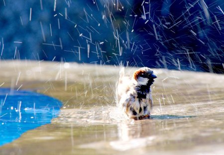 SUMMER BATH - summer, splash, bird, bath