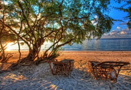 At the beach - nature, beach, costal, trees, sunset