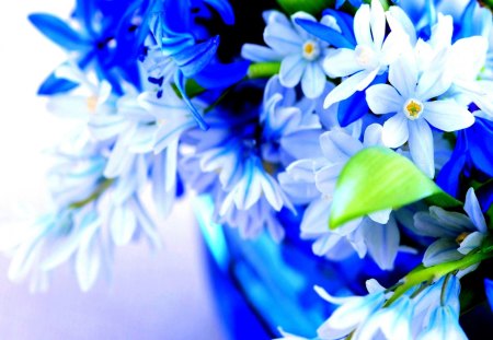 BLOSSOMS - blossoms, spring, nature, blue