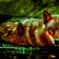 SCARED RED FOX