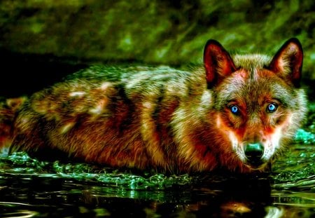 SCARED RED FOX - water, hiding, fox, red, scared