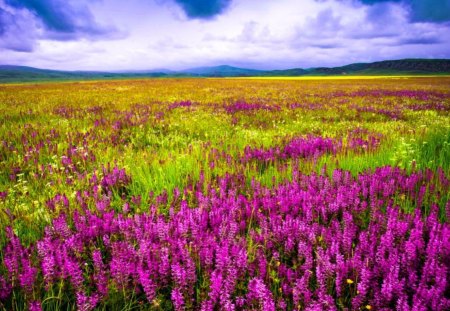 Wildflowers - nice, sky, freshness, colorful, field, meadow, purple, pretty, clouds, grass, lupin, summer, lovely, nature, beautiful, delight, flowers, wildflowers