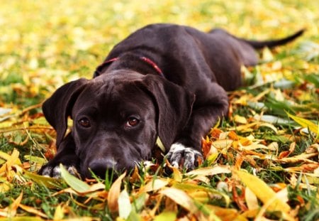 Puppy Eyes - leaves, colours, photo, dog