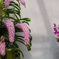 Pretty orchids