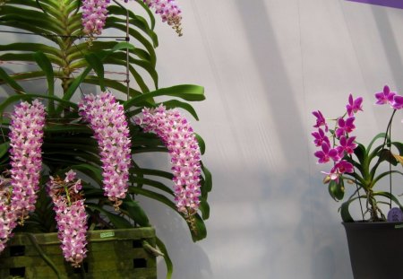 Pretty orchids - Pretty, orchids, delicate, pink