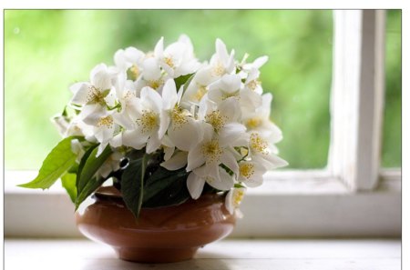 Sunday afternoon - flowers, vase, white, windows, sunshine, day