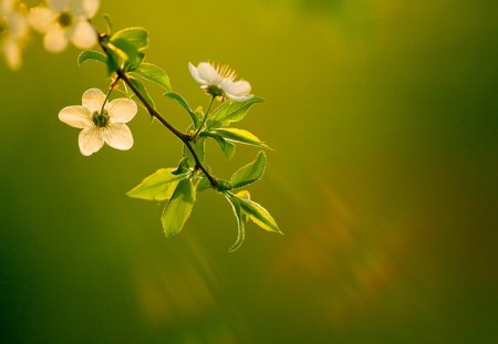 Sun Blesed - blessed, branch, flower, sun