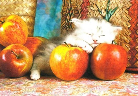 A white kitten with some apples - white, apples, sleeping, kitten