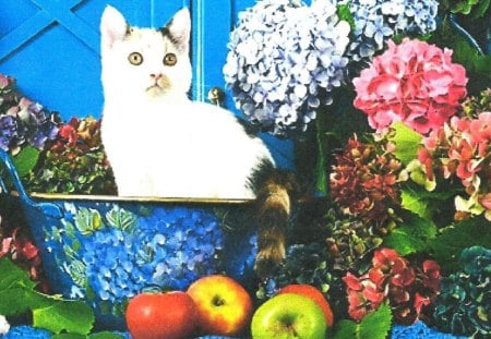 A calico kitten sitting in a bowl - calico, apples, bowl, kitten, flowers