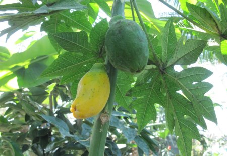 papaya tree - papaya, yellow, garden, green, photography, Fruit, leaf, Fields