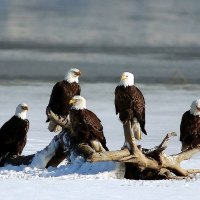 Group of Bald Eagles