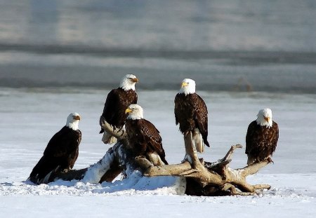 Group of Bald Eagles - hunting, beach, fishing, majestic, sea