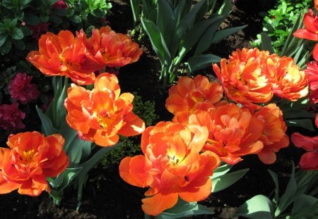 Alberta botanical garden 49 - garden, tulips, flowers, photography, orange, green