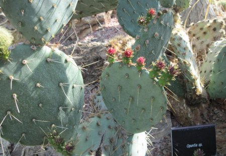 Garden Festival 02 - Flowers, garden, green, photography, Cactus, figs