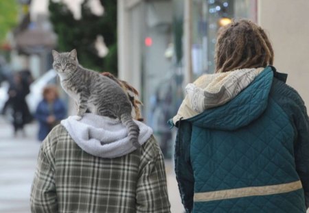 Cat - sleepy, cute, beautiful, cat, sleeping, kitty, cats, hat, cat face, paws, face, animals, pretty, beauty, sweet, kitten, lovely