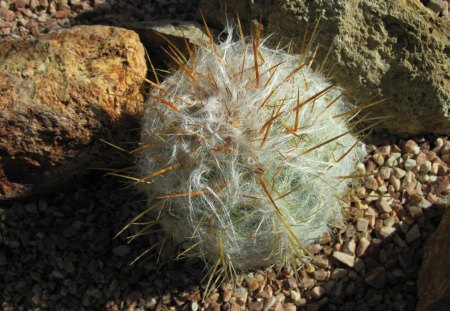 Garden Festival 03 Cactus - garden, flowers, photography, cactus, green