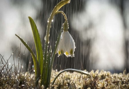 Flower - nature, rain, photo, spring, flower