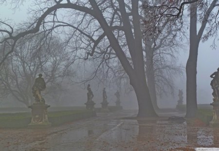 Foggy Park in Minnesota - tree, mn, foggy, park