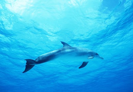 A Dolphin in the Deep Blue Sea - dolphin, sea, deep, blue