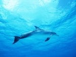 A Dolphin in the Deep Blue Sea