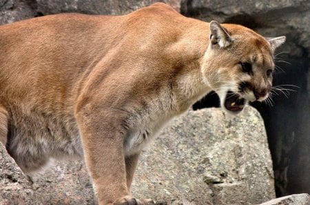 Warning - cougar, cat, rocks, hunter