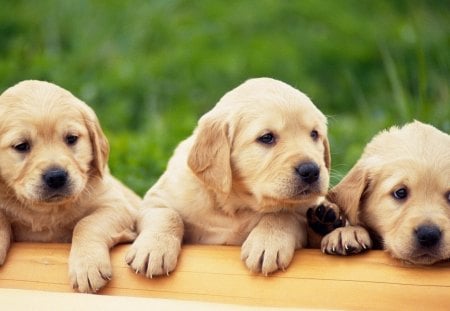 puppies - fun, cute, dogs, animals