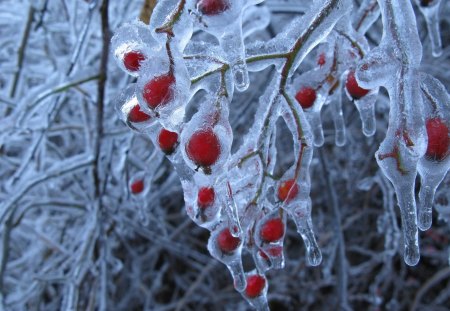 Ice Storm  on the Branches - Storm, Cold, Winter, Ice