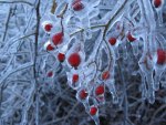 Ice Storm  on the Branches