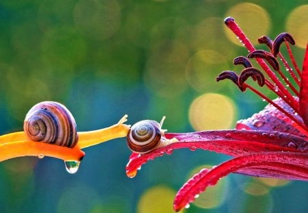 Checking out the neighbourhood - nature, colorful, snails, flower