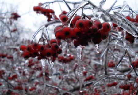 Berries on Ice - berries, winter, ice, cold