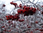 Berries on Ice