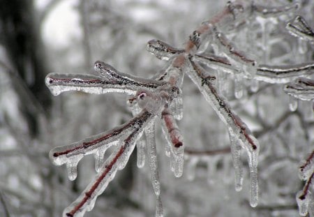 Ice Storm in Kansas - Storm, Kansas, Branch, Ice