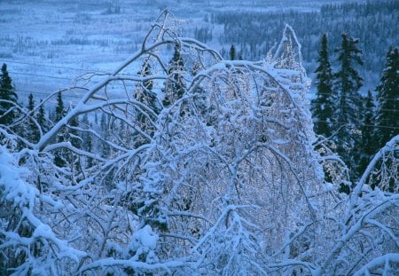 Ice Storm Tree - Storm, Tree, Ice, Damage