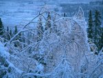 Ice Storm Tree