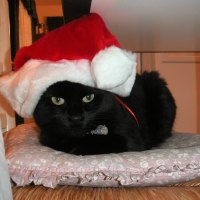 A black cat wearing a Santa hat